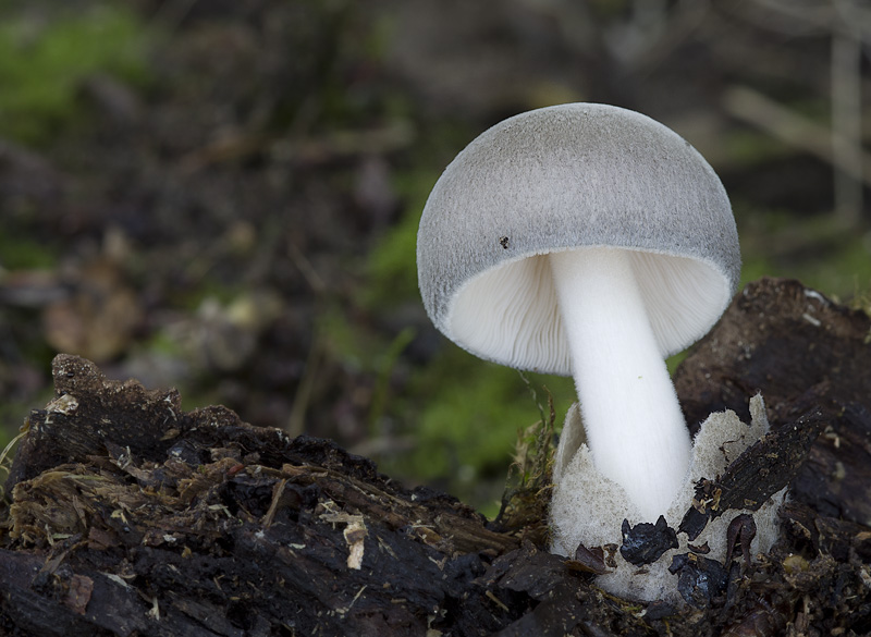 Volvariella caesiotincta